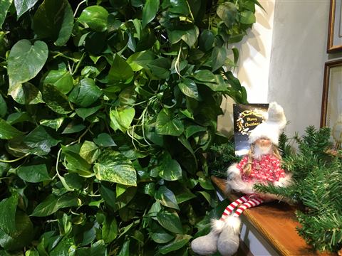 Grădină verticală cu plante naturale – Hotel Drăgului, foto 7 din 10